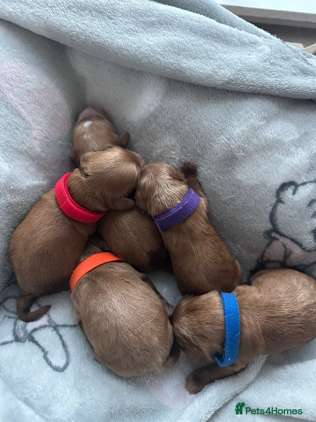 Cavapoo dogs for sale: Gorgeous Puppies ✨🐶 5 in litter Cavapo f1b dog   - Image 20
