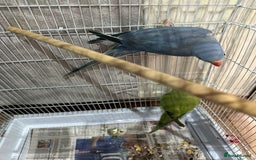 Ringnecks birds for sale: Indian ring necks  - Image 3