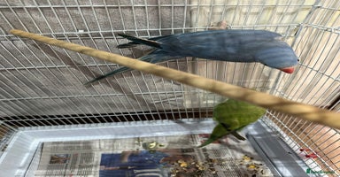 Ringnecks birds - Advert 14