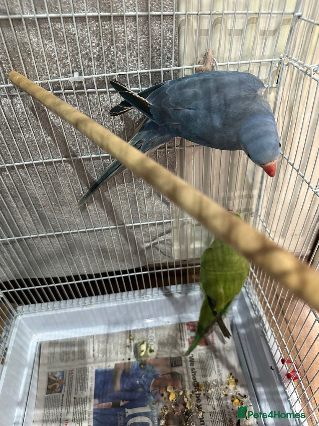 Ringnecks birds for sale: Indian ring necks  - Image 3