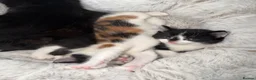 Mixed Breed cats for sale: Looking for forever home - Advert 7