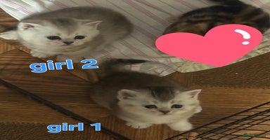 British Shorthair cats - Advert 4