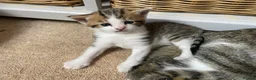Mixed Breed cats for sale: Ready to leave: 9 weeks old-Tabby kittens  - Advert 10