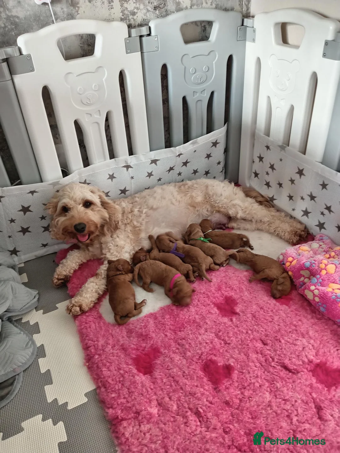 Cockapoo dogs for sale: Stunning Red F1B Cockapoos in Glasgow - Advert 1