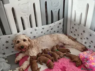 Cockapoo dogs Stunning Red F1B Cockapoos - Advert 6