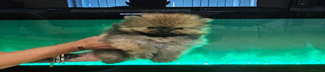 Pomeranian Puppy 2