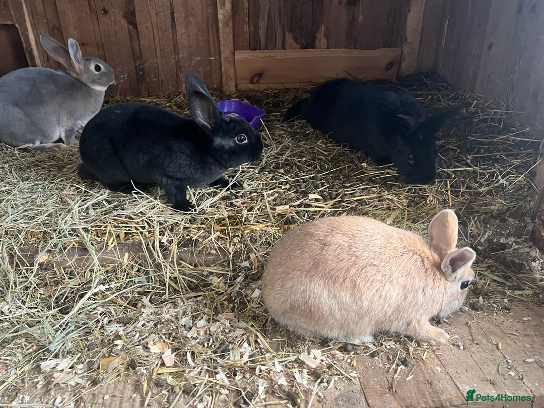 Mixed Breed rabbits for sale: Mini Rex / mini Rex cross - Advert 4