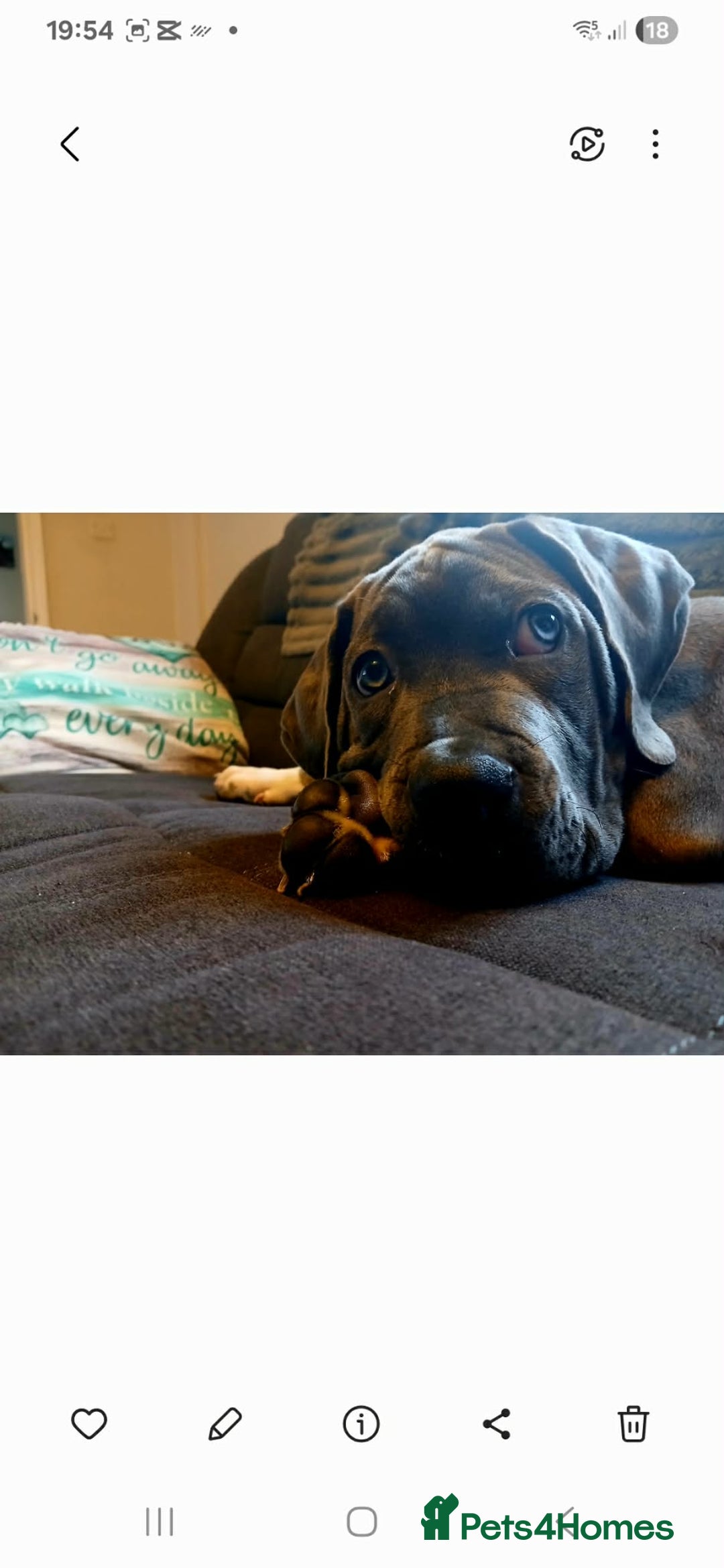 Mixed Breed dogs for sale: 5 months dog - Advert 1