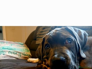 Mixed Breed dogs 5 months dog - Advert 18