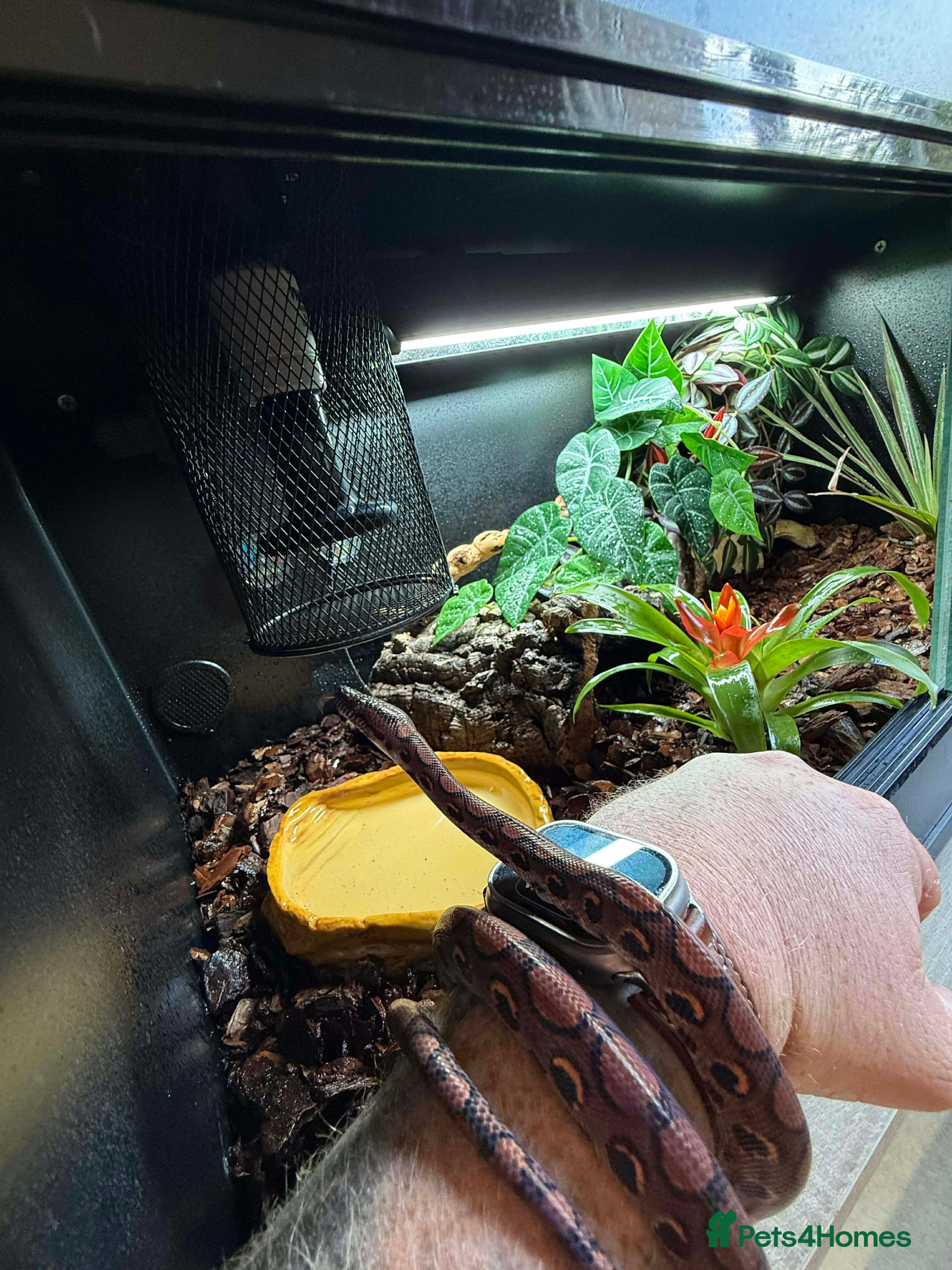 Boa Snake reptiles Rainbow boa - Advert 2