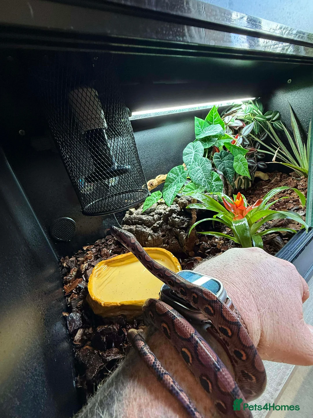 Boa Snake reptiles for sale: Rainbow boa - Advert 2