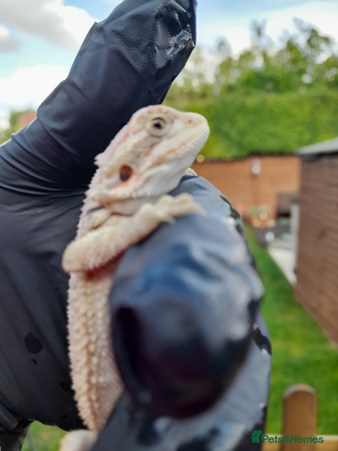 Bearded Dragon reptiles for sale: Two beautiful bearded dragons available  - Image 6