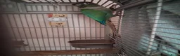 Conures birds for sale: 2 Green cheeked conures for sale in Aylesbury - Advert 6
