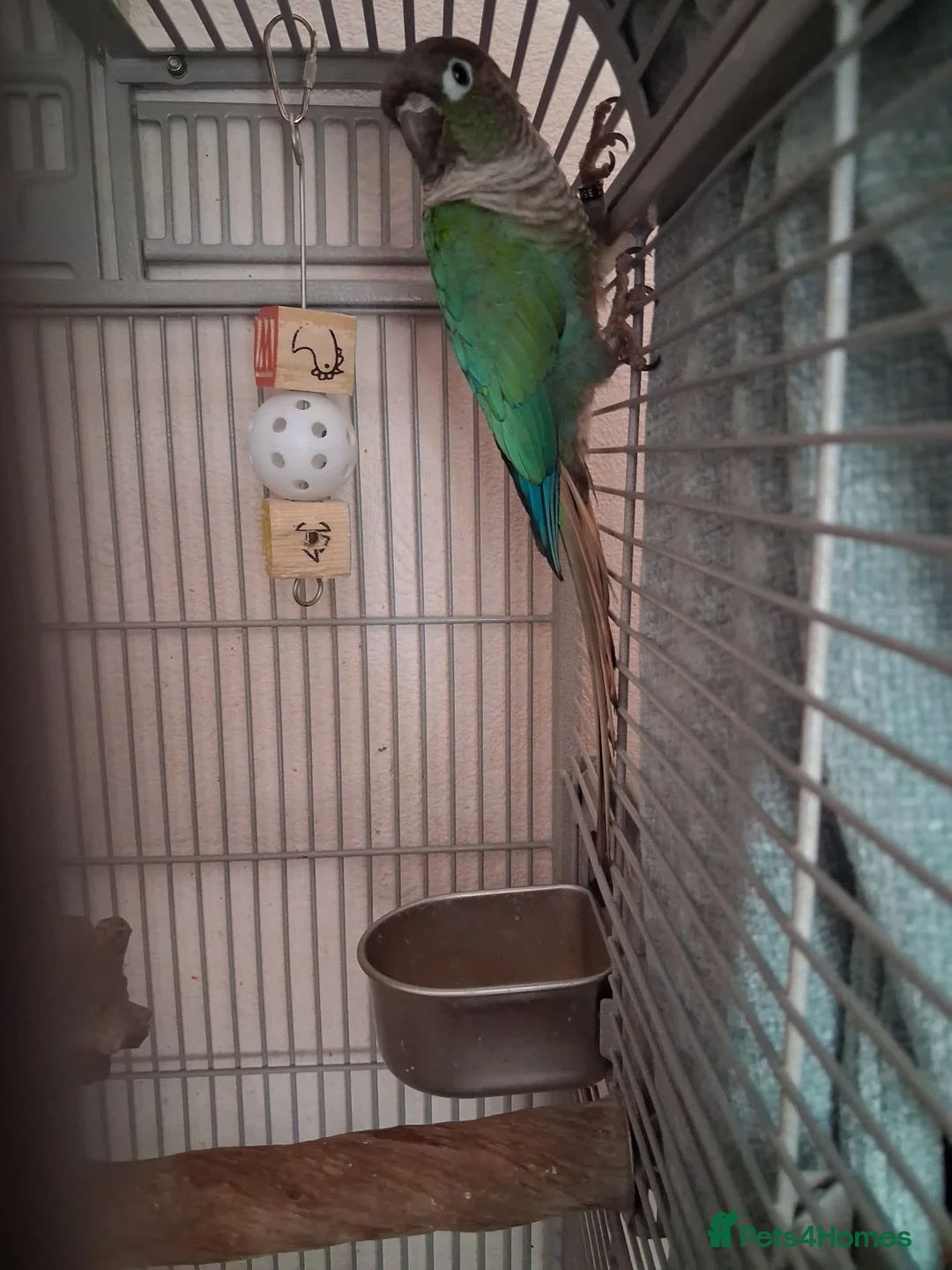 Conures birds for sale: 2 Green cheeked conures for sale in Aylesbury - Advert 6