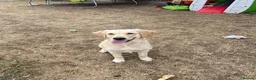 Golden Retriever dogs for sale: Female 6 month old Golden Retriever  in Biggleswade - Advert 4