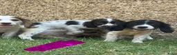 Cocker Spaniel dogs for sale: Cocker spaniel puppies in Llanelli - Advert 7