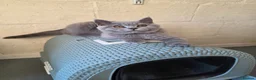 British Shorthair cats for sale: Only 1 burgundy boy left - Advert 10