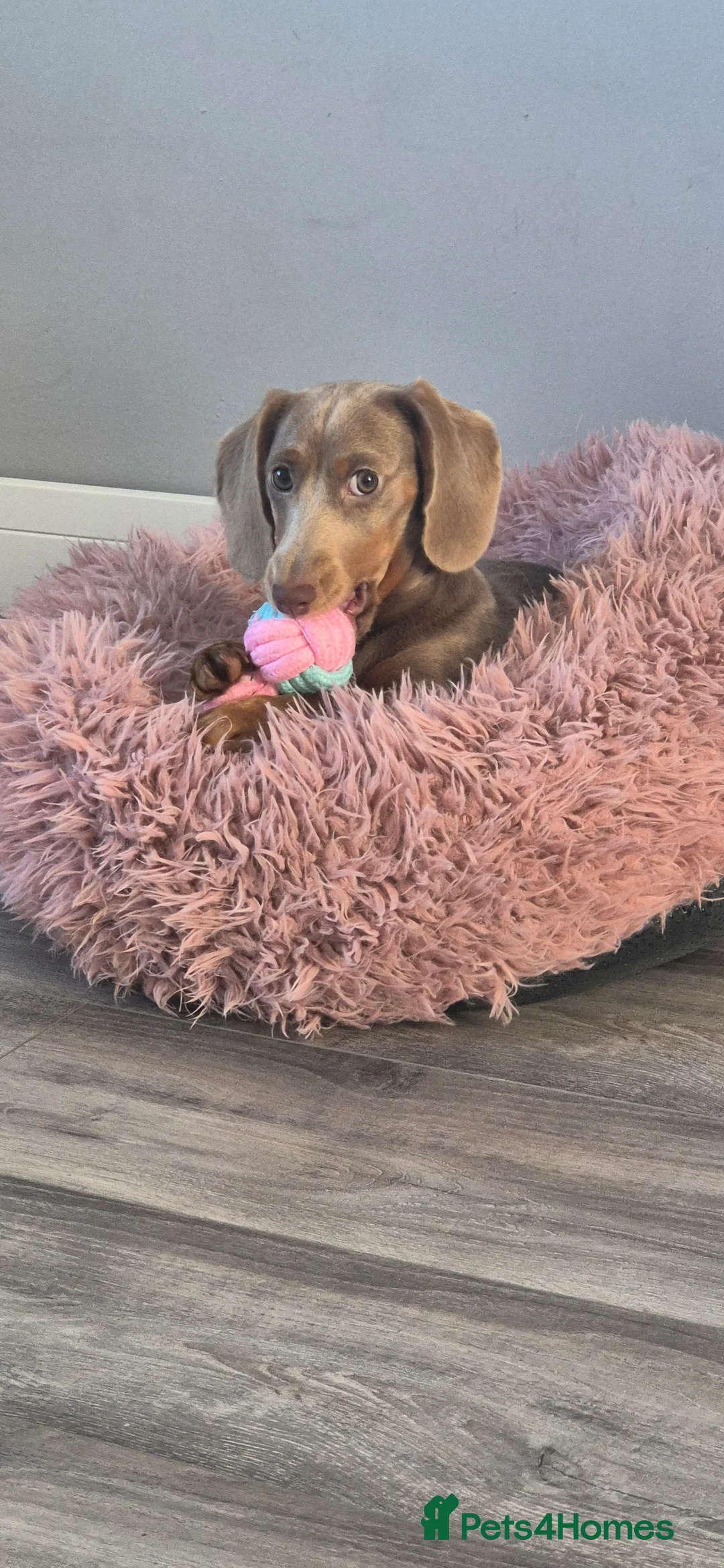 Dachshund dogs for sale: Meet daisy  - Advert 6