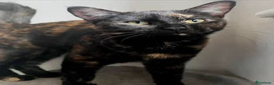 Mixed Breed Kitten 2