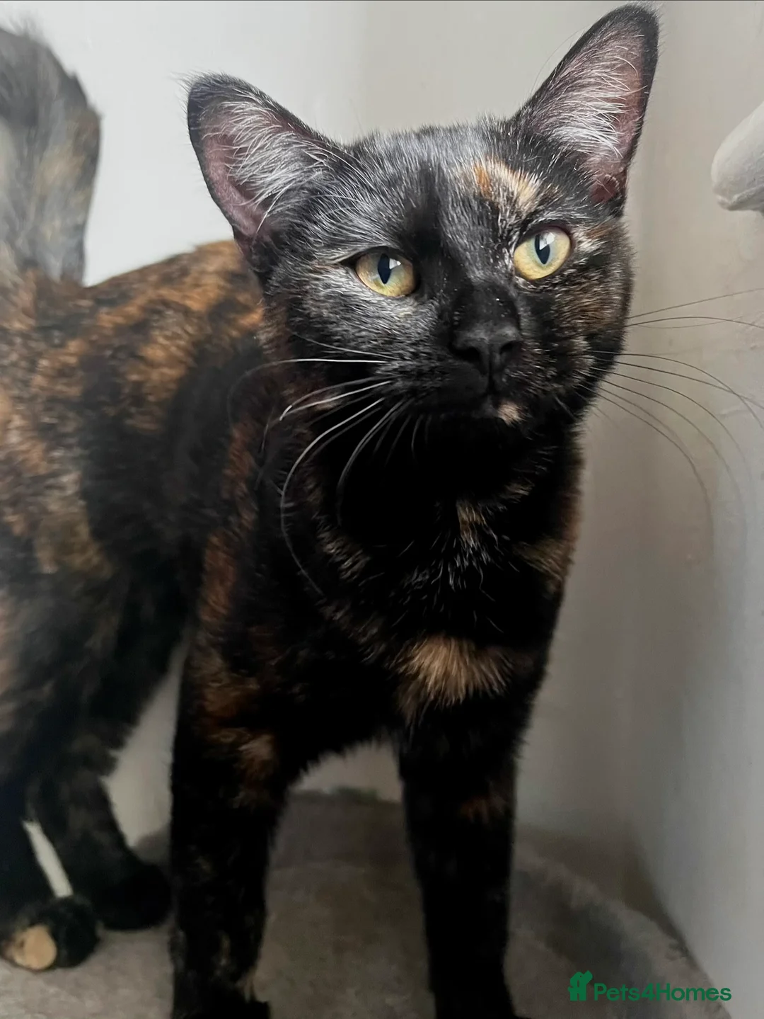 Mixed Breed cats for sale: 5 month old kittens looking for loving home - Advert 2