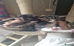 Mixed Breed cats for sale: Eu**an Short Haired Kittens - Image 5