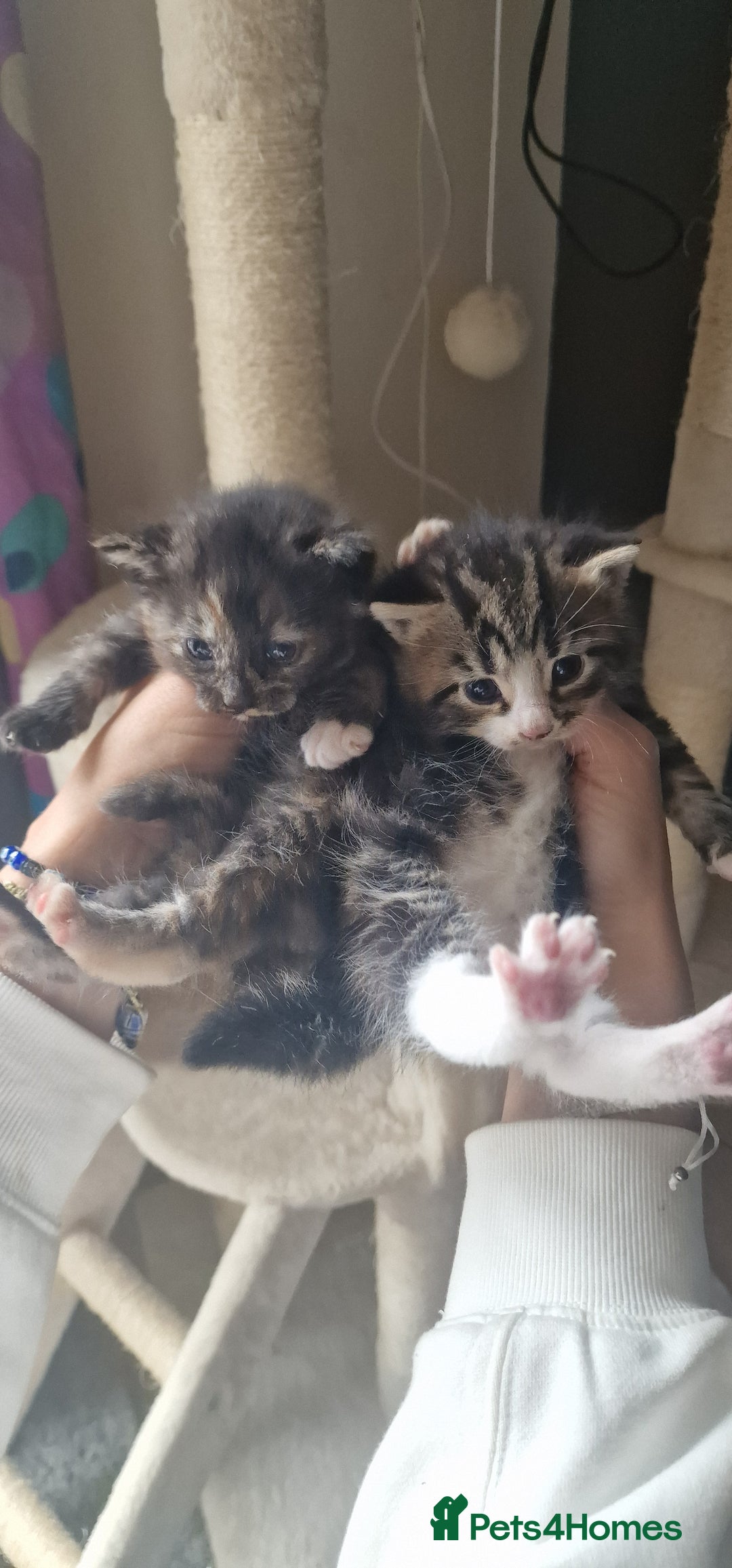 Mixed Breed cats for sale: Eu**an Short Haired Kittens - Image 5