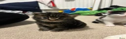 Domestic Shorthair cats for sale: Kittens mixed  - Advert 16