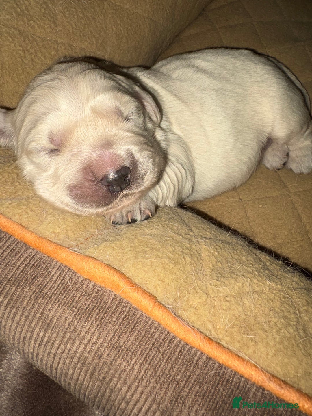 Golden Retriever dogs for sale: KC registered Golden retriever boy puppy - Advert 14