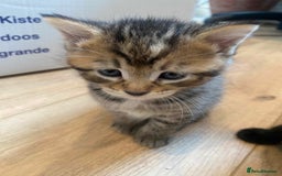 Domestic Shorthair cats for sale: 3 gorgeous kittens ready for their new home - Image 6