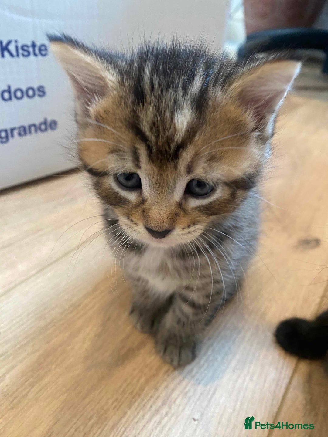 Domestic Shorthair cats for sale: 3 gorgeous kittens ready for their new home - Image 6