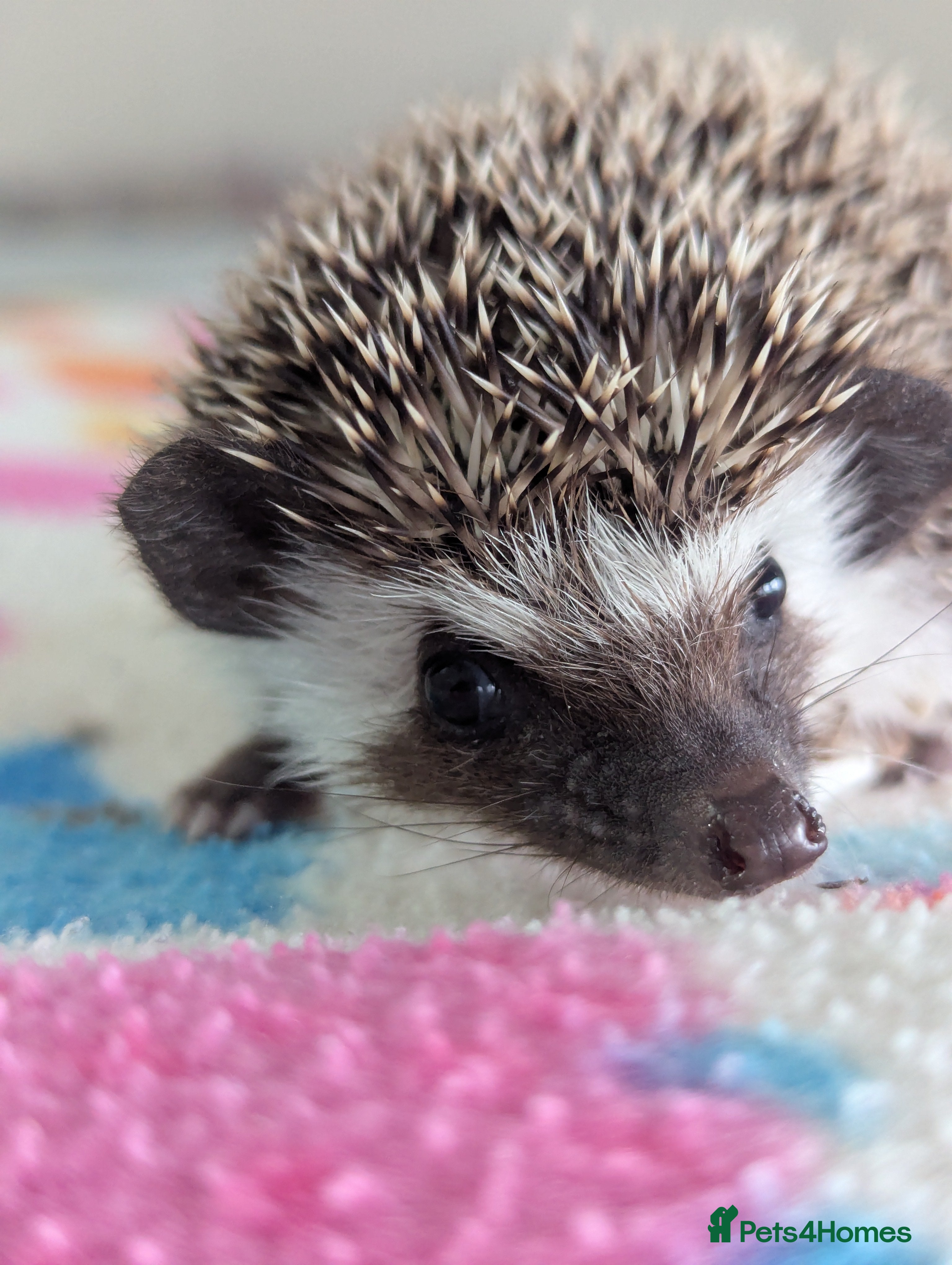 Pygmy Hedgehog rodents Beautiful Baby Hoglets Ready Now!!! - Advert 11