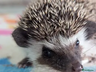 Pygmy Hedgehog rodents Beautiful Baby Hoglets Ready Now!!! - Advert 11