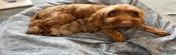 Cockapoo dogs for sale: F2 Cockapoos  - Advert 11