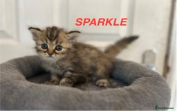 Persian cats for sale: **LAST ONE** Stunning pure Persian Kittens PKD Neg - Image 10