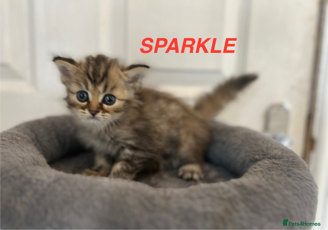 Persian cats for sale: **LAST ONE** Stunning pure Persian Kittens PKD Neg - Image 10