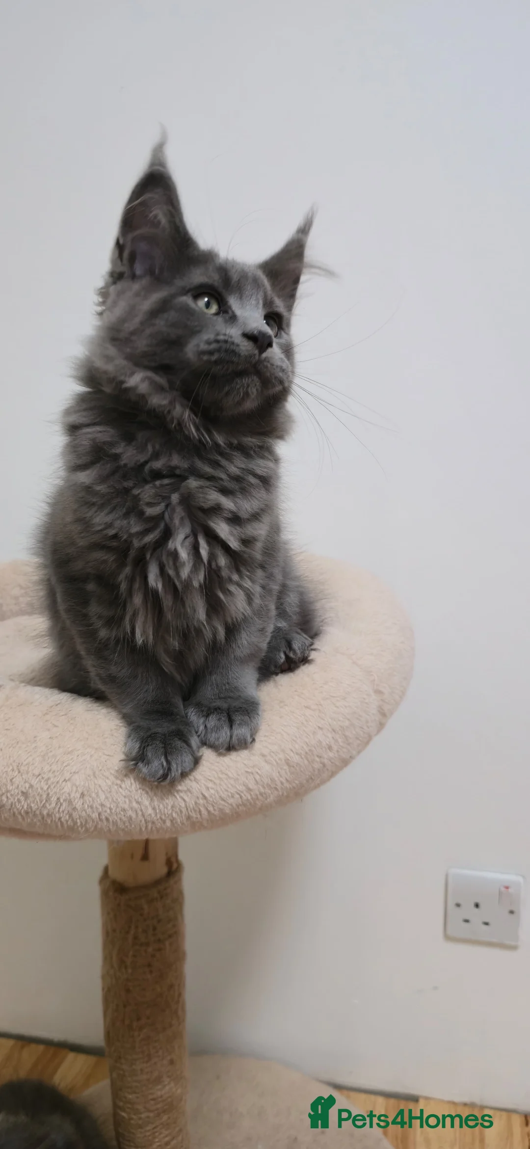 Maine Coon cats for sale: Mainecoon kittens TICA REGISTERED stunning - Advert 34