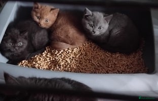 British Shorthair cats - Advert 2