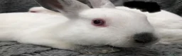 Rex rabbits for sale: Beautiful velvet mini Rex & Rex rabbits - Advert 37