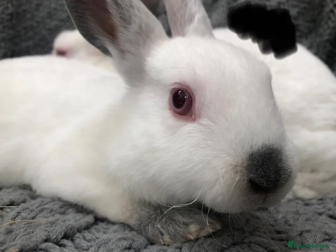 Rex rabbits for sale: Beautiful velvet mini Rex & Rex rabbits - Advert 37