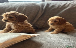 Cockapoo dogs for sale: Cockapoo Puppies - Image 8