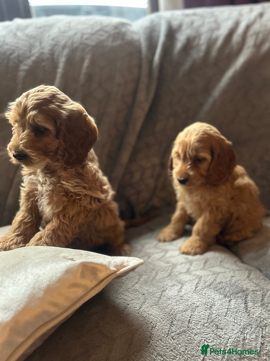Cockapoo dogs for sale: Cockapoo Puppies - Image 8