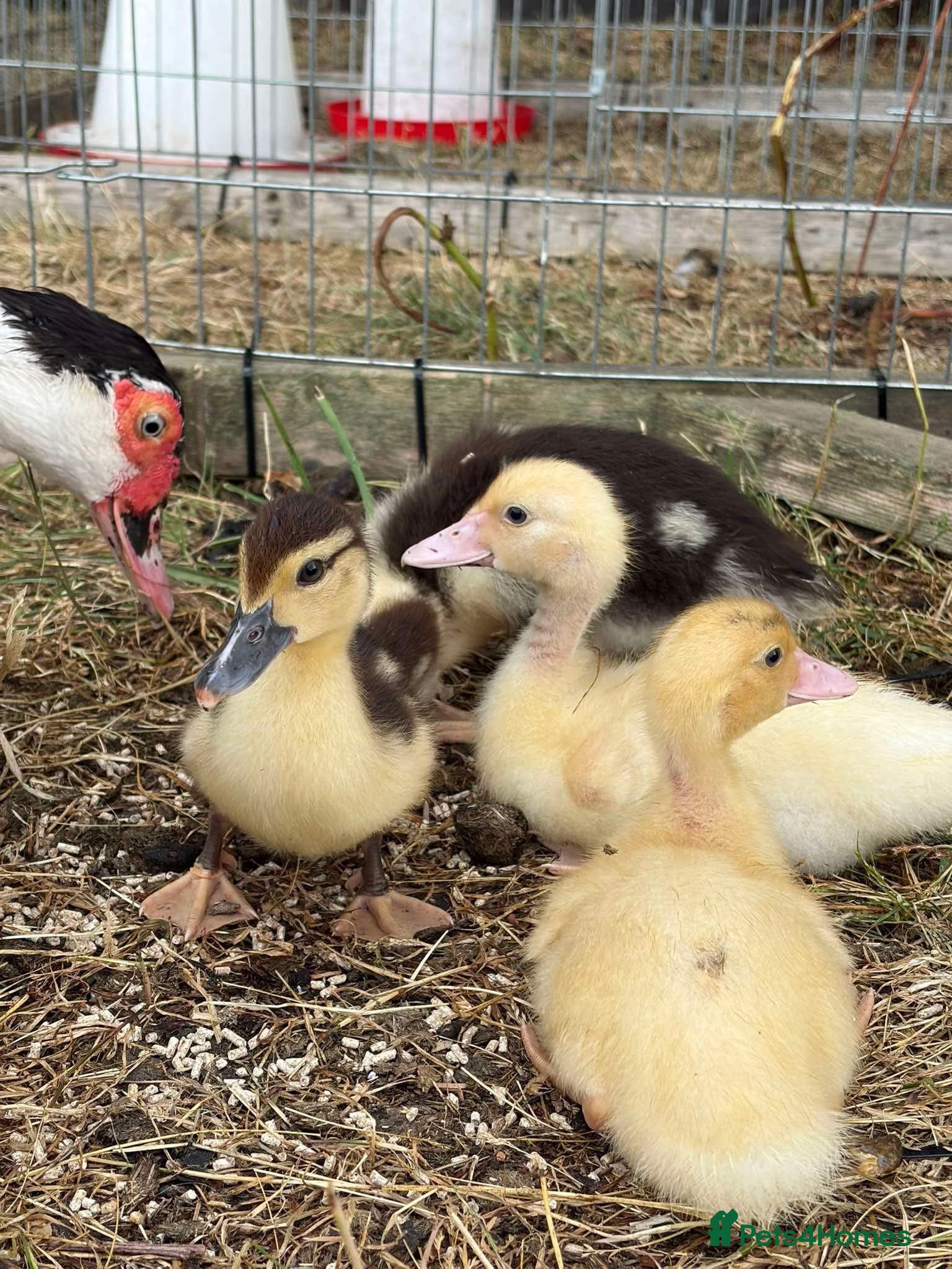 Ducks poultry Muscovy & khaki campbell ducklings - Advert 2