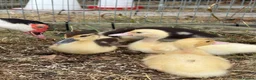 Ducks poultry for sale: Muscovy & khaki campbell ducklings - Advert 1