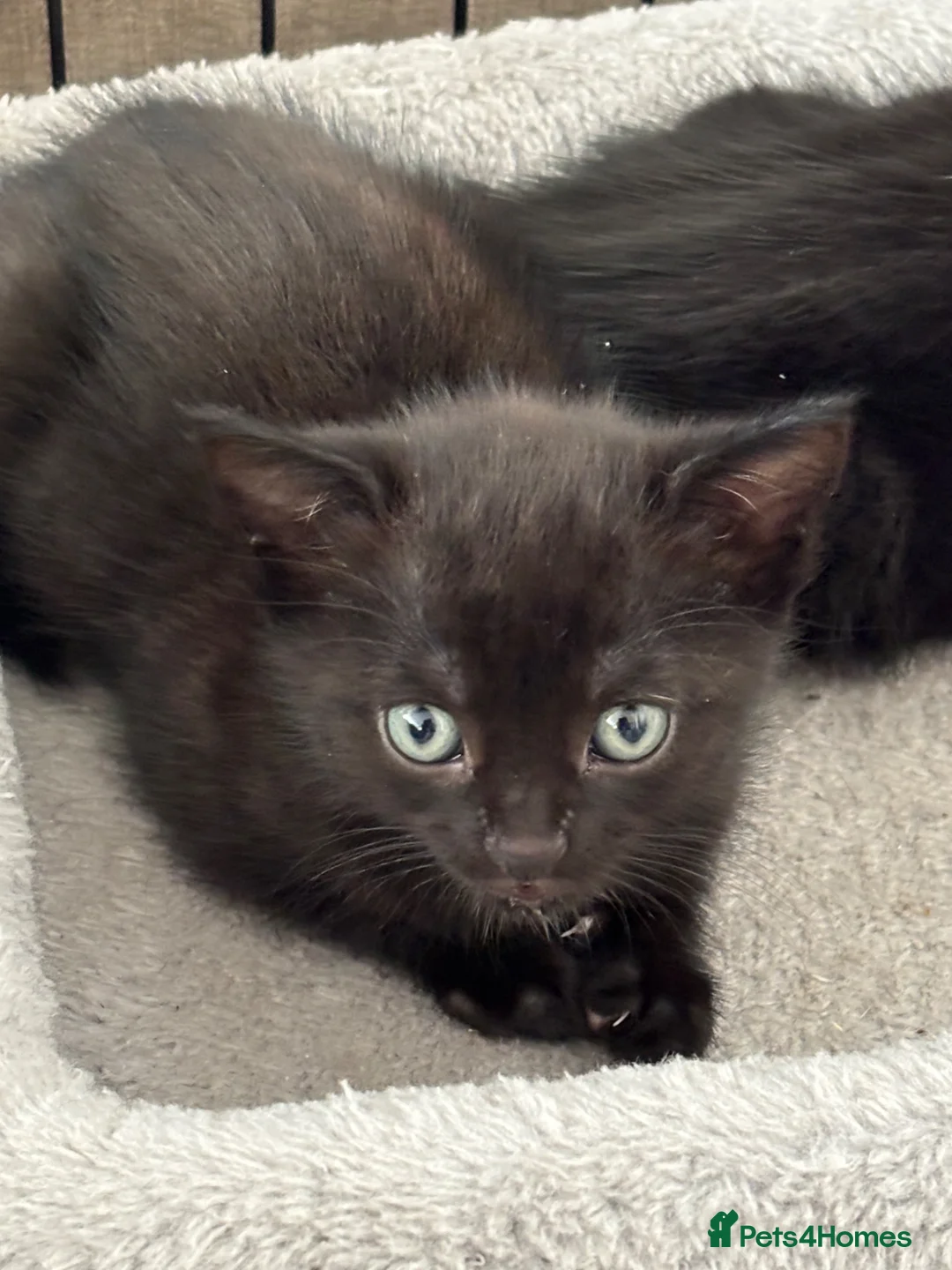 Mixed Breed cats for sale: Beautiful kittens for forever homes  in Newark - Advert 10