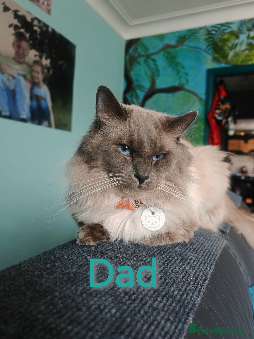 Ragcoon cats for sale: Amazing ragcoon kittens looking for lovely home  - Image 26