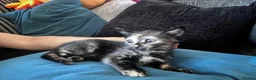 Egyptian Mau cats for sale: Torti kitten mix breed with Egyptian Mau - Advert 2