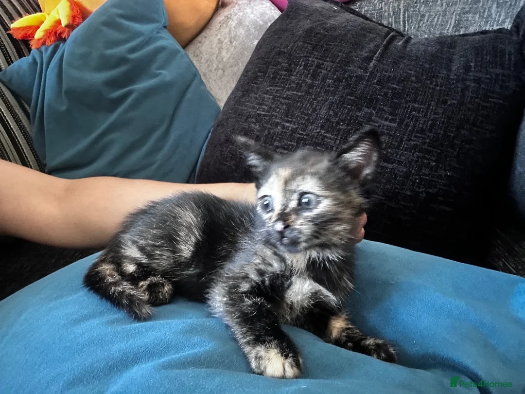 Egyptian Mau cats for sale: Torti kitten mix breed with Egyptian Mau - Advert 2