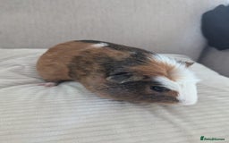 Guinea Pig rodents for sale: 2 Male Guinea Pigs - Image 4