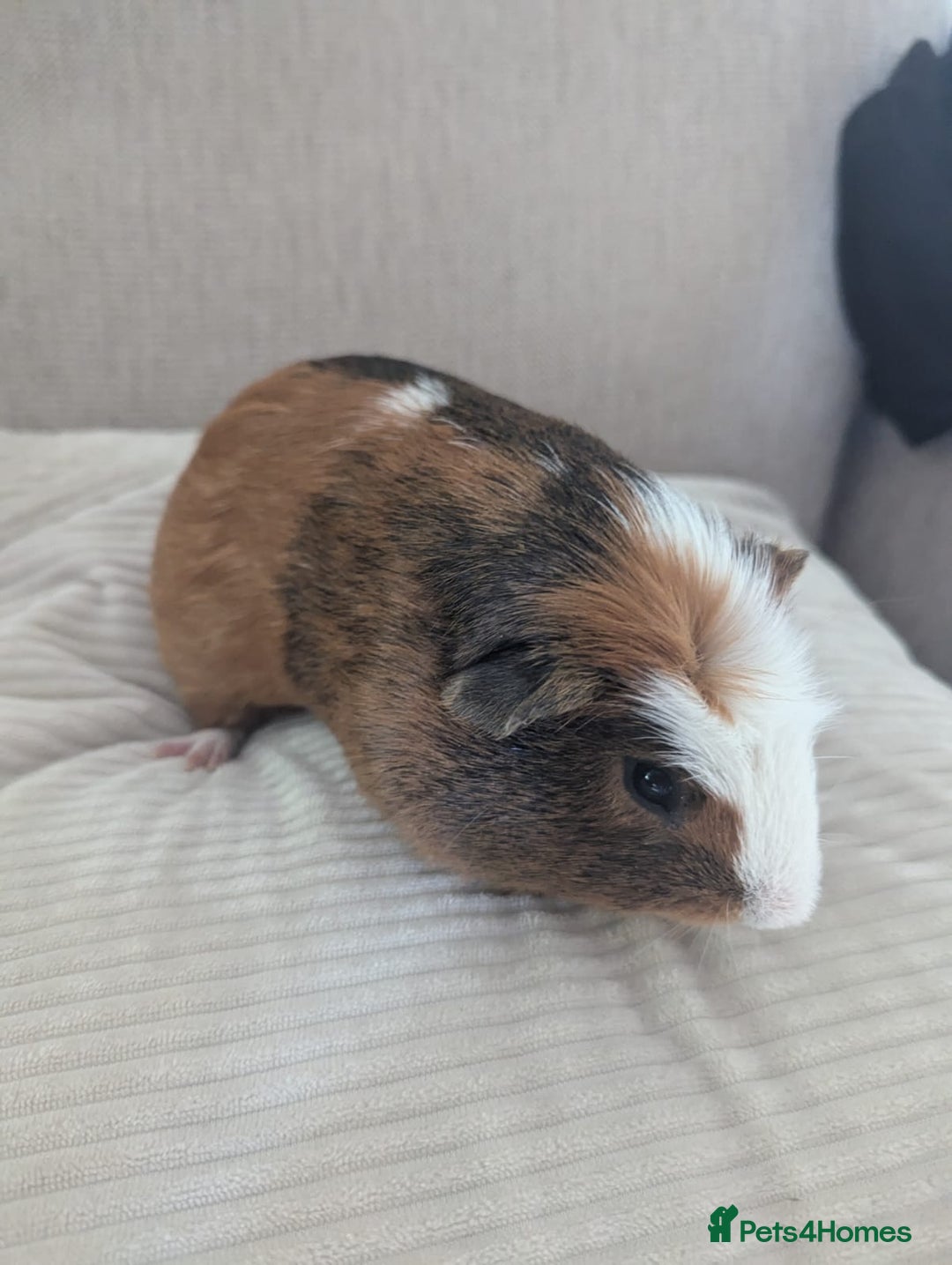 Guinea Pig rodents for sale: 2 Male Guinea Pigs - Image 4