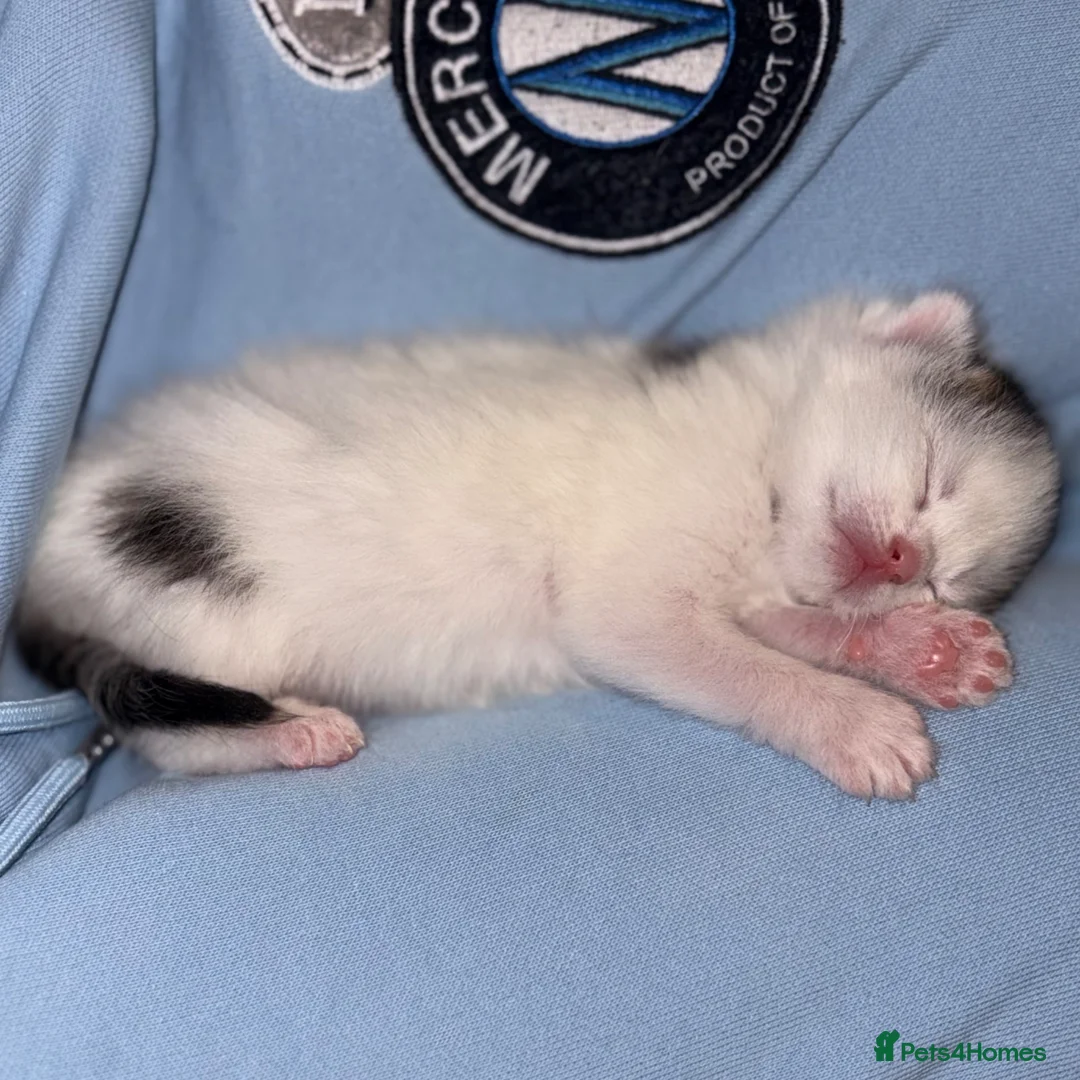 Domestic Shorthair cats for sale: Beautiful Domestic Shorthair x Tabby Kitten in Birmingham - Advert 2